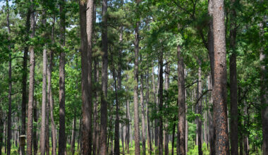 Texas forest industry continues large economic, ecological impacts