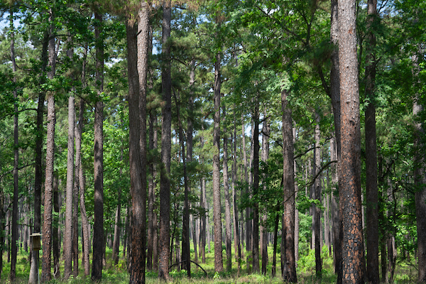 Texas forest industry continues large economic, ecological impacts