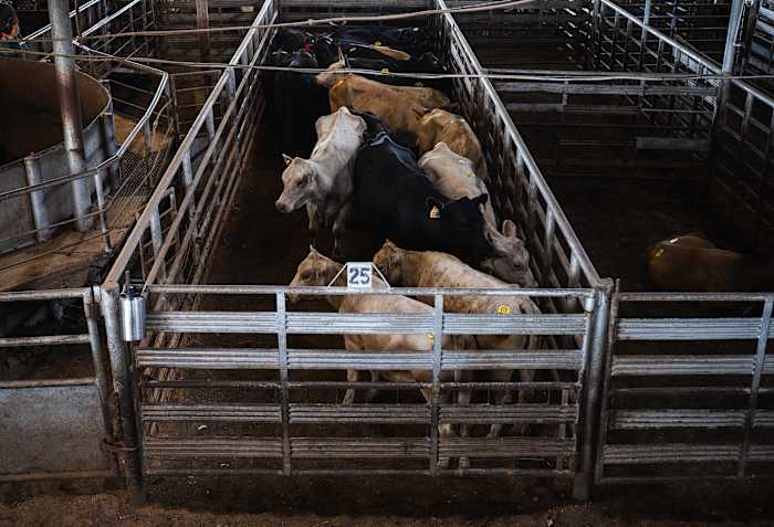 Canada suspends animal exports from Texas due to New World screwworm concerns