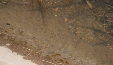 Vector Control working to suppress mosquito numbers across Lubbock, county