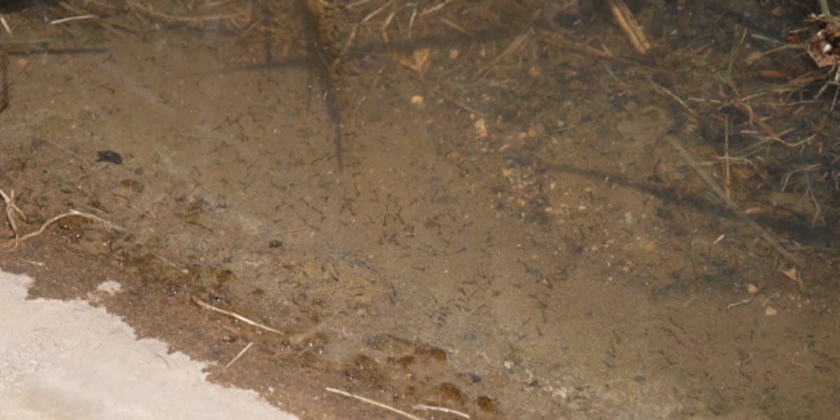 Vector Control working to suppress mosquito numbers across Lubbock, county