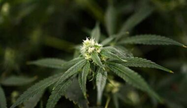 Texas is banning several THC products. Find out what will still be legal on July 31.
