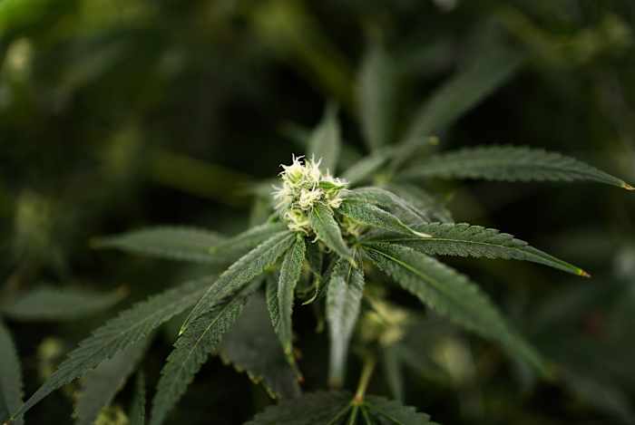 Texas is banning several THC products. Find out what will still be legal on July 31.