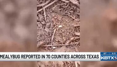 Pasture mealybug spreads fast across Texas, wiping out hay fields