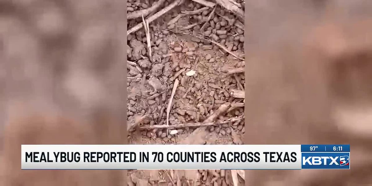 Pasture mealybug spreads fast across Texas, wiping out hay fields