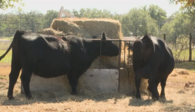 New world screwworm spreads across Texas, threatening livestock and beef prices