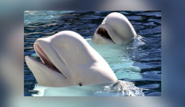 SeaWorld San Antonio To Receive 13 Belugas From Closed Canadian Park