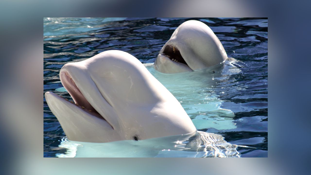 SeaWorld San Antonio To Receive 13 Belugas From Closed Canadian Park