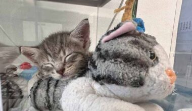 Houston SPCA opens walk-in foster program to help 100+ nursery kittens