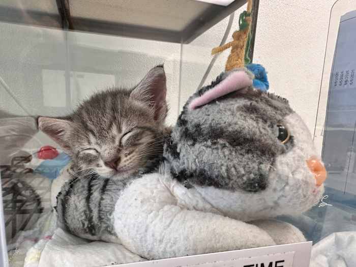 Houston SPCA opens walk-in foster program to help 100+ nursery kittens