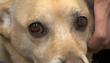 Dog who survived abuse now a service animal at El Paso DA's office