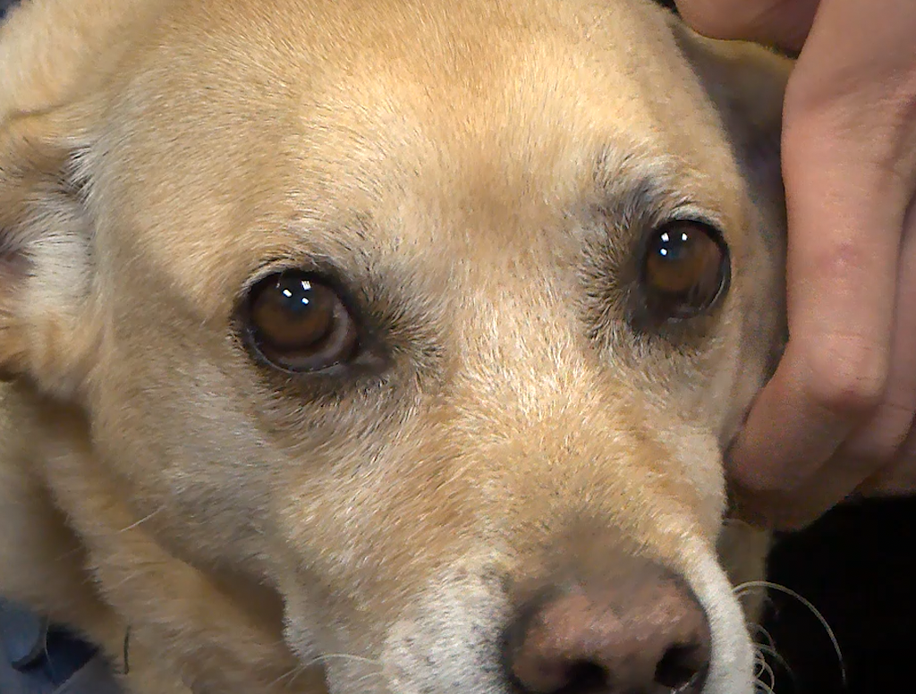 Dog who survived abuse now a service animal at El Paso DA's office