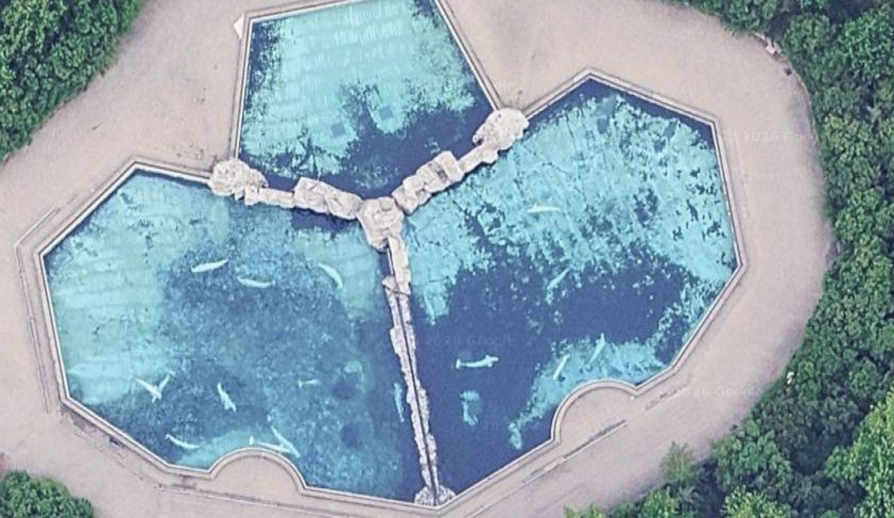 SeaWorld San Antonio to help rescue 30 stranded beluga whales