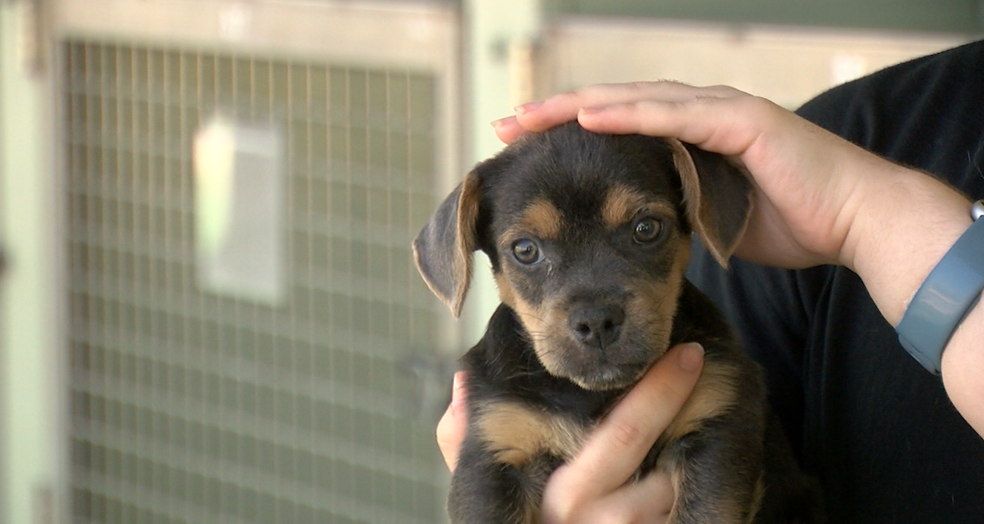 Not sure which pet is right for you? Humane Society Of El Paso is here to help