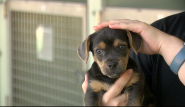 Not sure which pet is right for you? Humane Society Of El Paso is here to help