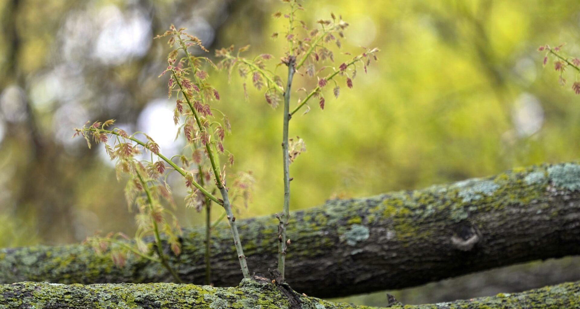Arlington sees positive oak wilt case. Here’s what to know.