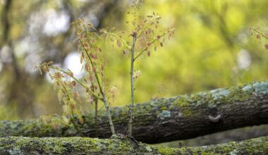 Arlington sees positive oak wilt case. Here’s what to know.