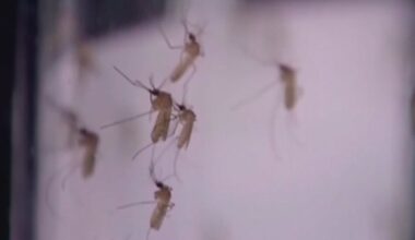 West Nile Virus human cases reported in Houston, Harris County