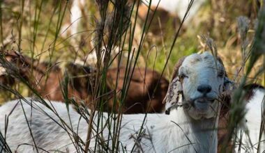 Houston Arboretum’s 'lawn crew' is back: Hundreds of goats set to tackle the Ravine