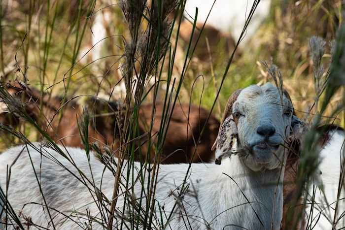 Houston Arboretum’s 'lawn crew' is back: Hundreds of goats set to tackle the Ravine