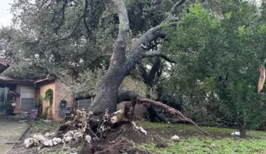 Tree damaged by severe weather that spawned a tornado in San Antonio on July 15, 2026
