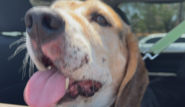 Rattlesnakes more active during South Plains heatwave, vets warn pet owners