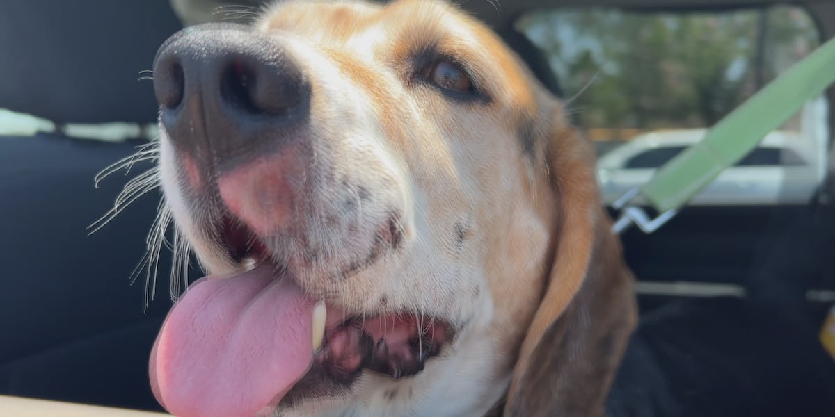 Rattlesnakes more active during South Plains heatwave, vets warn pet owners