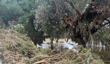 A trash barrel and boards are caught in a tree after flood waters receded in Uvalde, Texas. (Spectrum News)