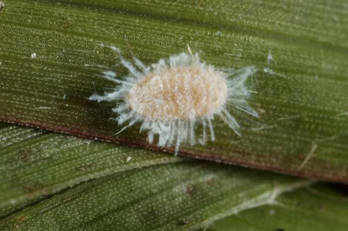 Invasive pasture pest spreads across Texas, threatening cattle industry and ranchers