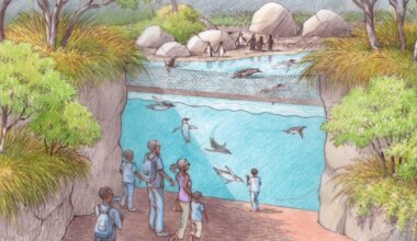 Dallas Zoo's new African Shorelines will feature underwater penguin viewing, flamingos