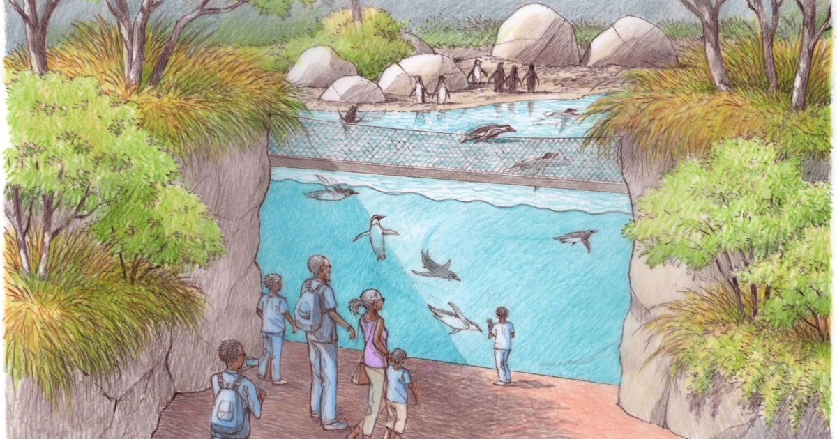 african-shorelines-penguin-underwater-viewing.jpg