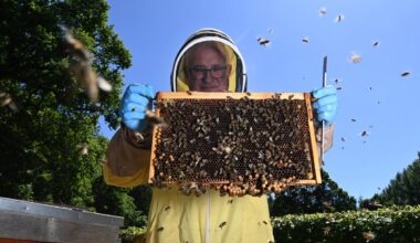 El Paso's Beekeeping Community And Why It Matters Right Now