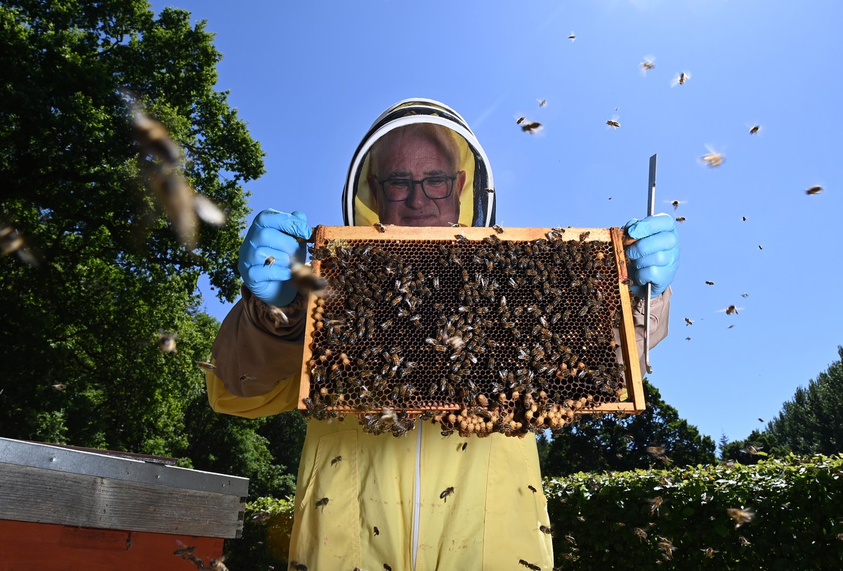 El Paso's Beekeeping Community And Why It Matters Right Now