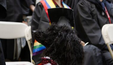 10 Smartest Dog Breeds In El Paso