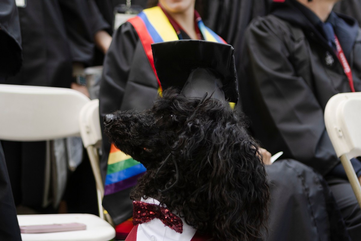 10 Smartest Dog Breeds In El Paso