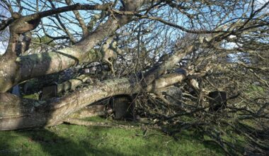The Stoner Tree In Album Park Is Gone After A Storm