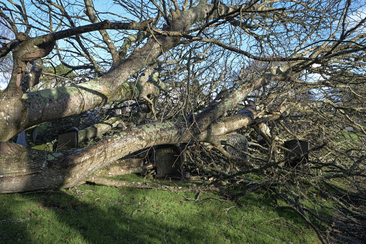 The Stoner Tree In Album Park Is Gone After A Storm