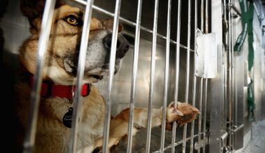 How El Paso Pet Owners Can Prepare For July 4th Fireworks
