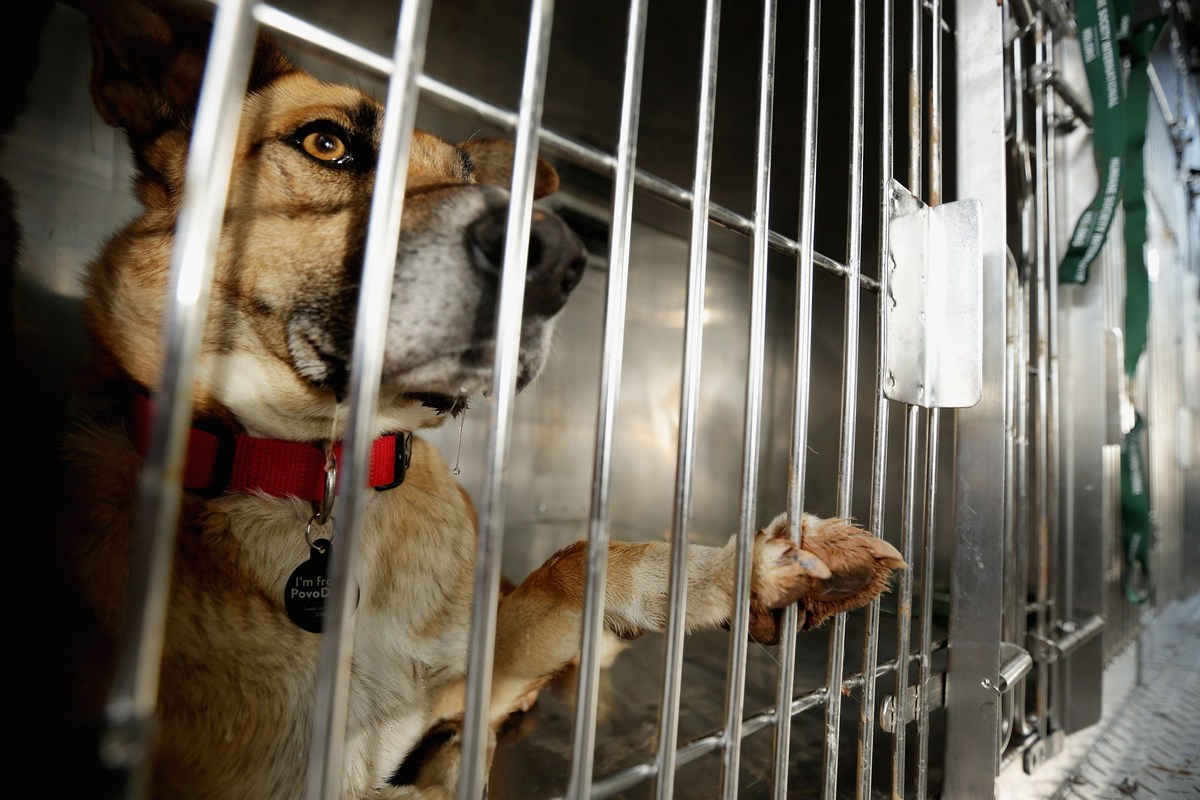 How El Paso Pet Owners Can Prepare For July 4th Fireworks