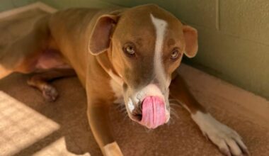 Humane Society of El Paso's Annual Telethon Returns This August