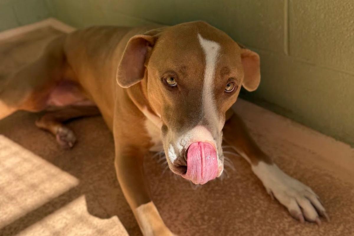 Humane Society of El Paso's Annual Telethon Returns This August