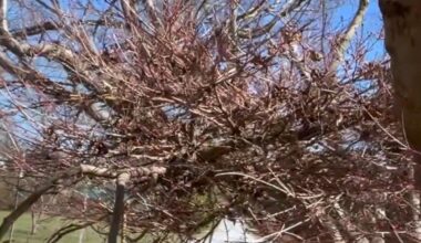 What Is A Witch's Broom And Why Did It Show Up In A Lubbock Tree?