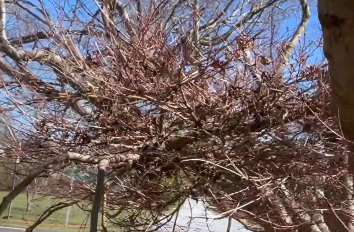 What Is A Witch's Broom And Why Did It Show Up In A Lubbock Tree?