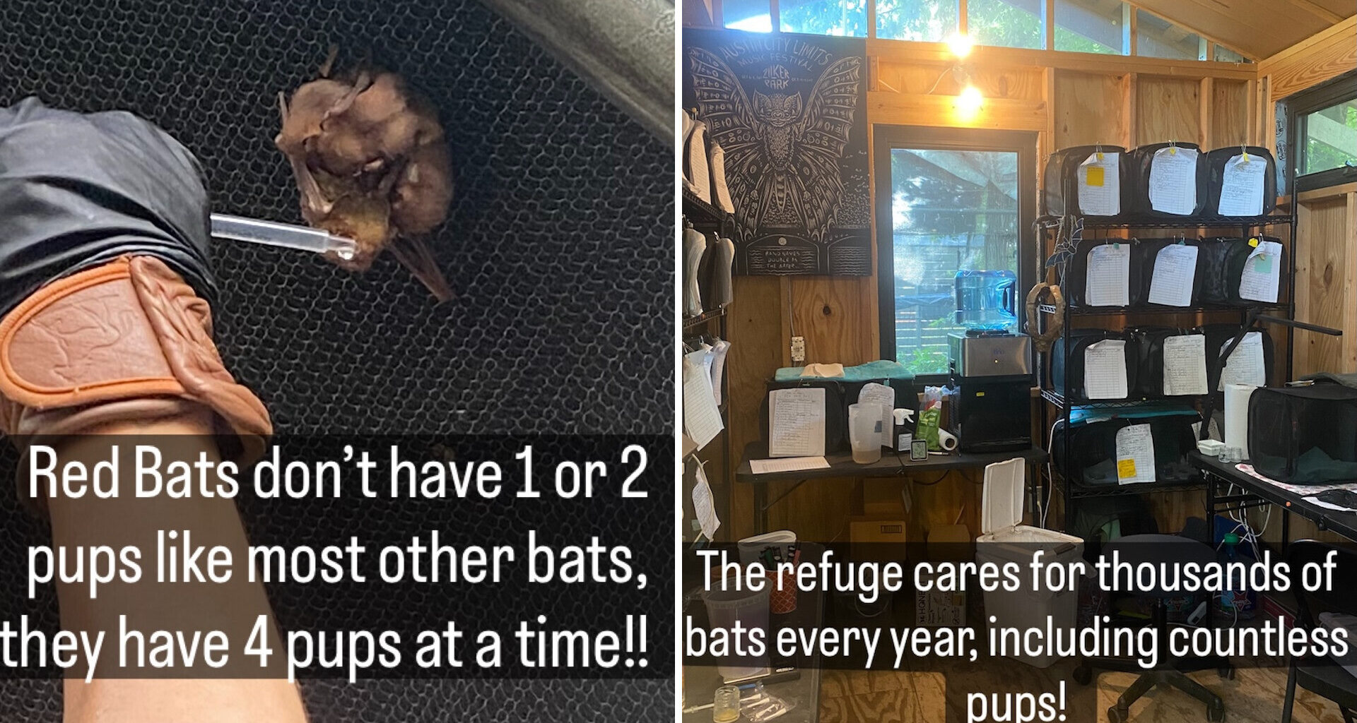 A close-up of a hand holding a baby bat, alongside a view of a bat care facility filled with equipment and supplies.