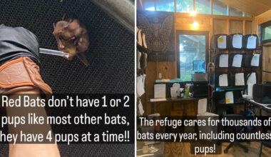 A close-up of a hand holding a baby bat, alongside a view of a bat care facility filled with equipment and supplies.