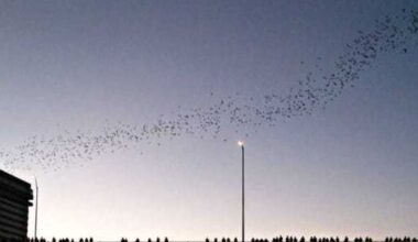 New project at Congress bridge teaches about Austin's bats