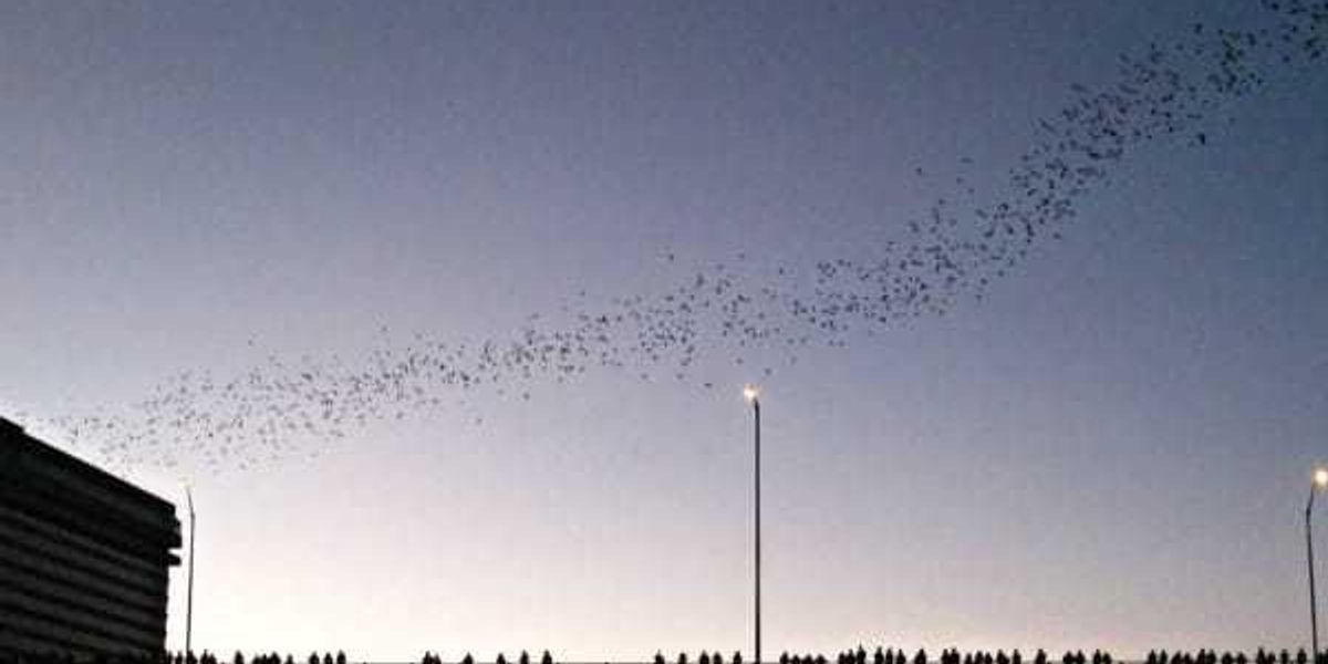 New project at Congress bridge teaches about Austin's bats