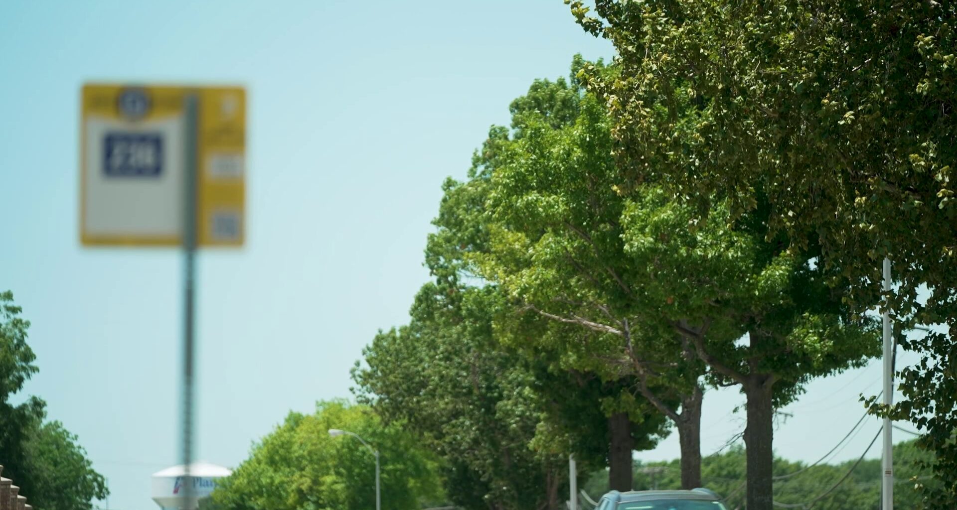 Plano to replace Ash and aging trees on 15th Street with more than 100 native species