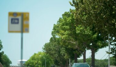 Plano to replace Ash and aging trees on 15th Street with more than 100 native species