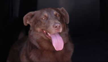 Meet Splash: Arlington's first water leak detection K-9